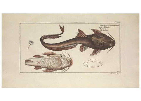 Reproducción/Reproduction 49774888027: Ichtyologie, ou, Histoire naturelle, générale et particulière des poissons :. A Berlin :Chez l'auteur, & chez François de la Garde libraire,1785-1797.. 