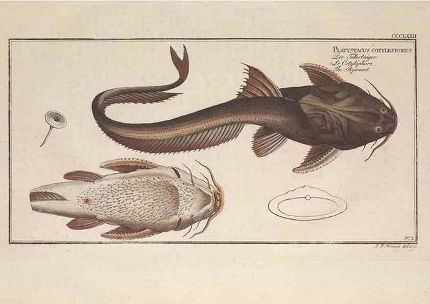 Reproducción/Reproduction 49774888027: Ichtyologie, ou, Histoire naturelle, générale et particulière des poissons :. A Berlin :Chez l'auteur, & chez François de la Garde libraire,1785-1797.. 