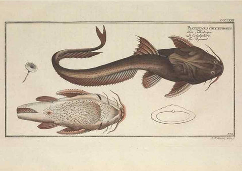 Reproducción/Reproduction 49774888027: Ichtyologie, ou, Histoire naturelle, générale et particulière des poissons :. A Berlin :Chez l'auteur, & chez François de la Garde libraire,1785-1797.. 