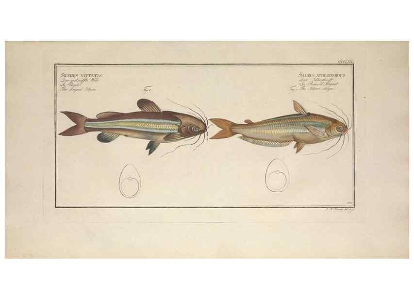 Reproducción/Reproduction 49774556196: Ichtyologie, ou, Histoire naturelle, générale et particulière des poissons :. A Berlin :Chez l'auteur, & chez François de la Garde libraire,1785-1797.. 
