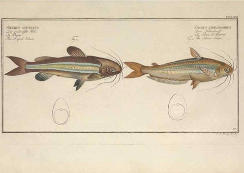 Reproducción/Reproduction 49774556196: Ichtyologie, ou, Histoire naturelle, générale et particulière des poissons :. A Berlin :Chez l'auteur, & chez François de la Garde libraire,1785-1797.. 