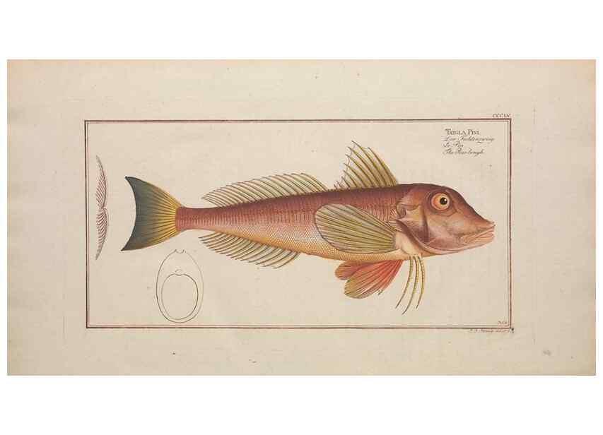 Reproducción/Reproduction 49774494406: Ichtyologie, ou, Histoire naturelle, générale et particulière des poissons :. A Berlin :Chez l'auteur, & chez François de la Garde libraire,1785-1797.. 