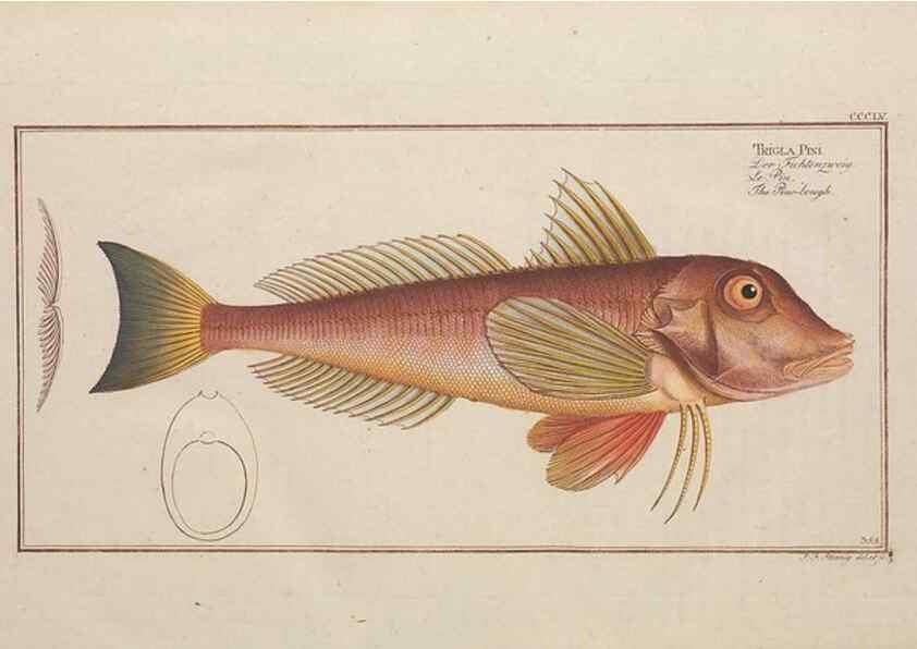 Reproducción/Reproduction 49774494406: Ichtyologie, ou, Histoire naturelle, générale et particulière des poissons :. A Berlin :Chez l'auteur, & chez François de la Garde libraire,1785-1797.. 