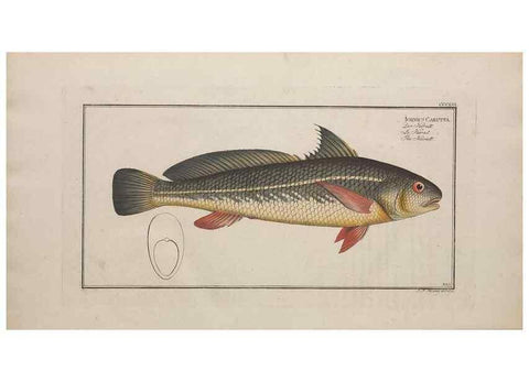 Reproducción/Reproduction 49774825862: Ichtyologie, ou, Histoire naturelle, générale et particulière des poissons :. A Berlin :Chez l'auteur, & chez François de la Garde libraire,1785-1797.. 
