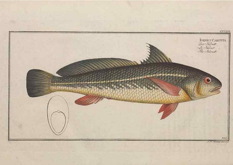 Reproducción/Reproduction 49774825862: Ichtyologie, ou, Histoire naturelle, générale et particulière des poissons :. A Berlin :Chez l'auteur, & chez François de la Garde libraire,1785-1797.. 