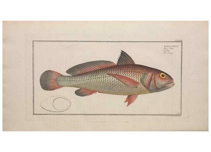 Reproducción/Reproduction 49774826267: Ichtyologie, ou, Histoire naturelle, générale et particulière des poissons :. A Berlin :Chez l'auteur, & chez François de la Garde libraire,1785-1797.. 