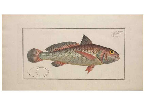 Reproducción/Reproduction 49774826267: Ichtyologie, ou, Histoire naturelle, générale et particulière des poissons :. A Berlin :Chez l'auteur, & chez François de la Garde libraire,1785-1797.. 