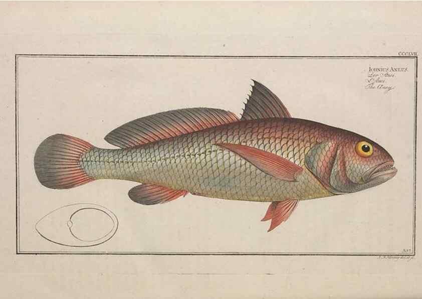 Reproducción/Reproduction 49774826267: Ichtyologie, ou, Histoire naturelle, générale et particulière des poissons :. A Berlin :Chez l'auteur, & chez François de la Garde libraire,1785-1797.. 
