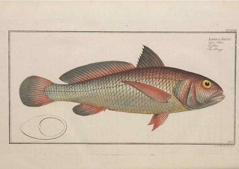 Reproducción/Reproduction 49774826267: Ichtyologie, ou, Histoire naturelle, générale et particulière des poissons :. A Berlin :Chez l'auteur, & chez François de la Garde libraire,1785-1797.. 