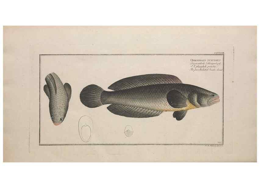 Reproducción/Reproduction 49773965558: Ichtyologie, ou, Histoire naturelle, générale et particulière des poissons :. A Berlin :Chez l'auteur, & chez François de la Garde libraire,1785-1797.. 