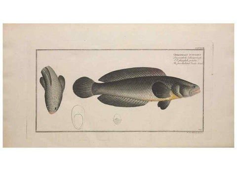 Reproducción/Reproduction 49773965558: Ichtyologie, ou, Histoire naturelle, générale et particulière des poissons :. A Berlin :Chez l'auteur, & chez François de la Garde libraire,1785-1797.. 