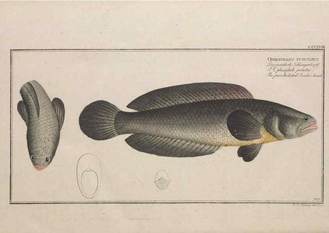 Reproducción/Reproduction 49773965558: Ichtyologie, ou, Histoire naturelle, générale et particulière des poissons :. A Berlin :Chez l'auteur, & chez François de la Garde libraire,1785-1797.. 