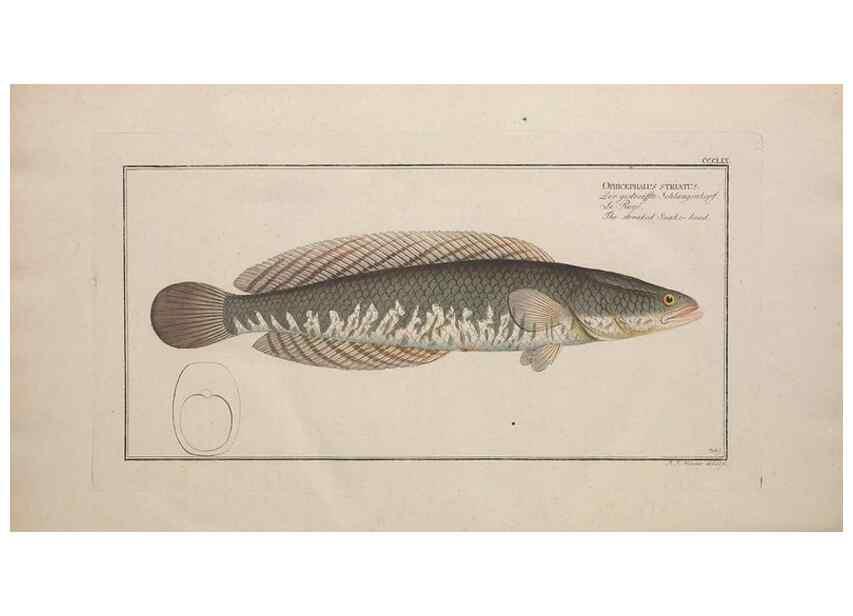 Reproducción/Reproduction 49774826852: Ichtyologie, ou, Histoire naturelle, générale et particulière des poissons :. A Berlin :Chez l'auteur, & chez François de la Garde libraire,1785-1797.. 