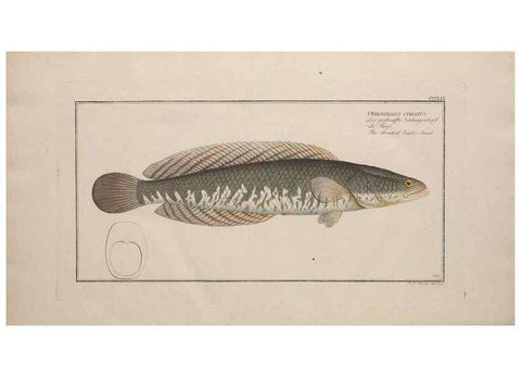 Reproducción/Reproduction 49774826852: Ichtyologie, ou, Histoire naturelle, générale et particulière des poissons :. A Berlin :Chez l'auteur, & chez François de la Garde libraire,1785-1797.. 