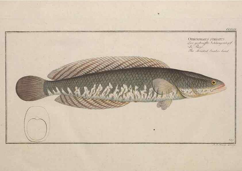 Reproducción/Reproduction 49774826852: Ichtyologie, ou, Histoire naturelle, générale et particulière des poissons :. A Berlin :Chez l'auteur, & chez François de la Garde libraire,1785-1797.. 