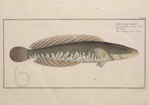 Reproducción/Reproduction 49774826852: Ichtyologie, ou, Histoire naturelle, générale et particulière des poissons :. A Berlin :Chez l'auteur, & chez François de la Garde libraire,1785-1797.. 