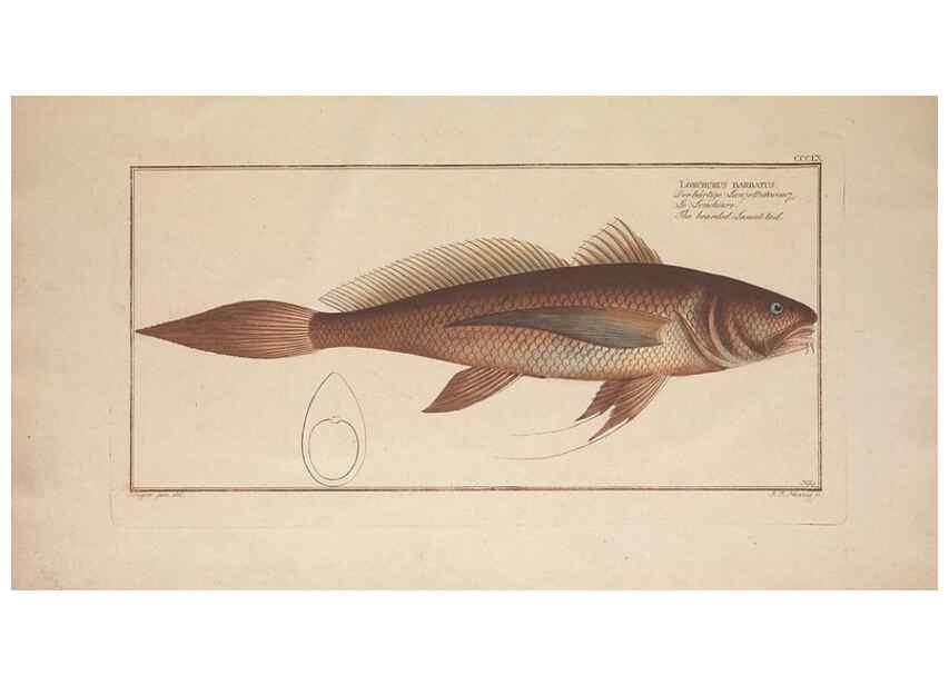 Reproducción/Reproduction 49774827202: Ichtyologie, ou, Histoire naturelle, générale et particulière des poissons :. A Berlin :Chez l'auteur, & chez François de la Garde libraire,1785-1797.. 
