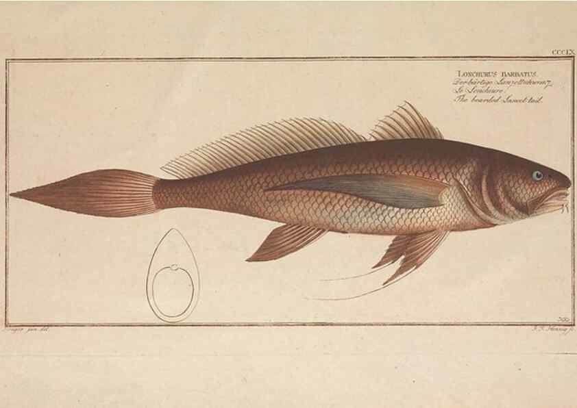 Reproducción/Reproduction 49774827202: Ichtyologie, ou, Histoire naturelle, générale et particulière des poissons :. A Berlin :Chez l'auteur, & chez François de la Garde libraire,1785-1797.. 
