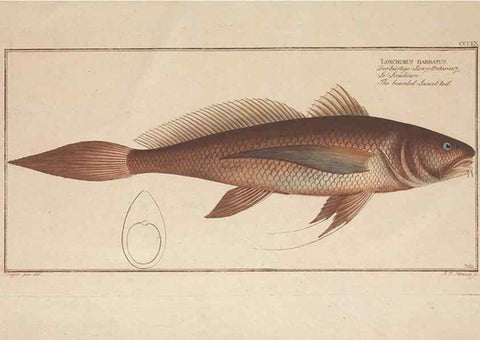 Reproducción/Reproduction 49774827202: Ichtyologie, ou, Histoire naturelle, générale et particulière des poissons :. A Berlin :Chez l'auteur, & chez François de la Garde libraire,1785-1797.. 
