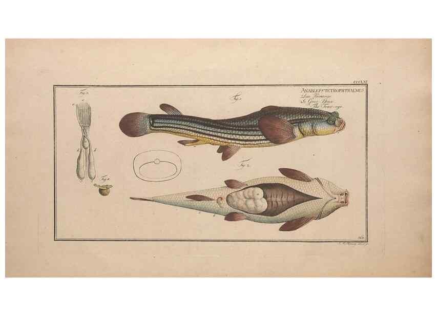 Reproducción/Reproduction 49774883502: Ichtyologie, ou, Histoire naturelle, générale et particulière des poissons :. A Berlin :Chez l'auteur, & chez François de la Garde libraire,1785-1797.. 