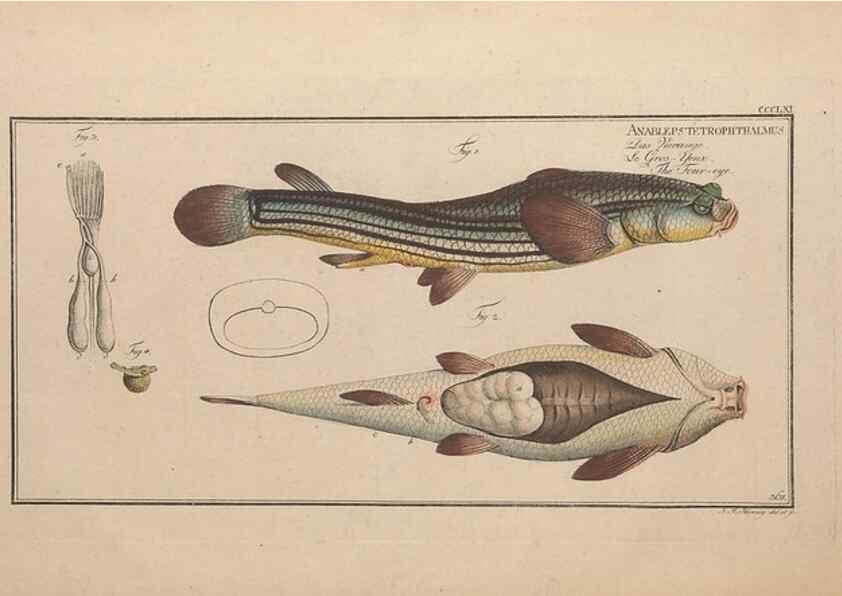 Reproducción/Reproduction 49774883502: Ichtyologie, ou, Histoire naturelle, générale et particulière des poissons :. A Berlin :Chez l'auteur, & chez François de la Garde libraire,1785-1797.. 