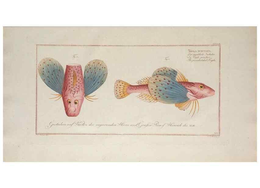Reproducción/Reproduction 49774824637: Ichtyologie, ou, Histoire naturelle, générale et particulière des poissons :. A Berlin :Chez l'auteur, & chez François de la Garde libraire,1785-1797.. 