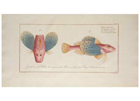 Reproducción/Reproduction 49774824637: Ichtyologie, ou, Histoire naturelle, générale et particulière des poissons :. A Berlin :Chez l'auteur, & chez François de la Garde libraire,1785-1797.. 