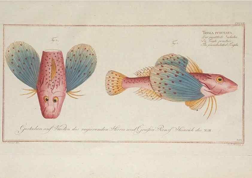 Reproducción/Reproduction 49774824637: Ichtyologie, ou, Histoire naturelle, générale et particulière des poissons :. A Berlin :Chez l'auteur, & chez François de la Garde libraire,1785-1797.. 