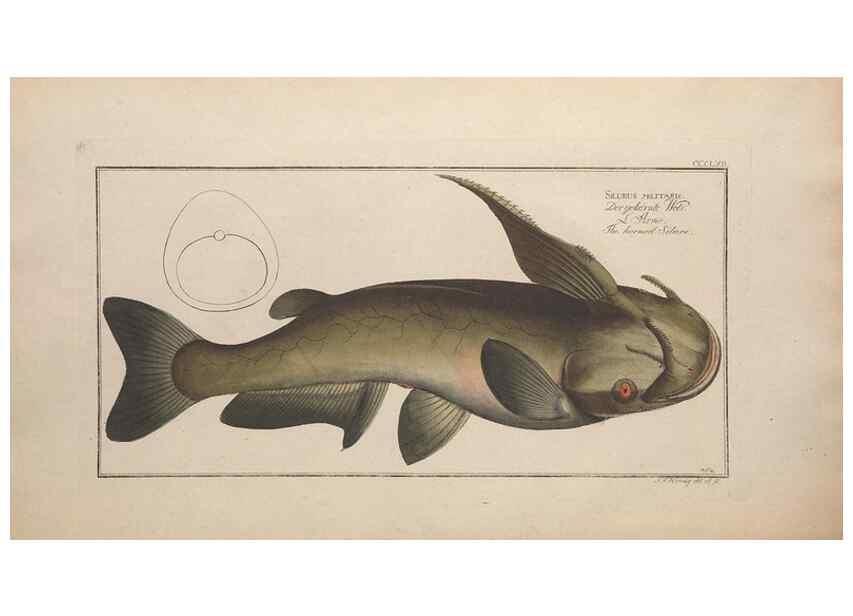Reproducción/Reproduction 49774552466: Ichtyologie, ou, Histoire naturelle, générale et particulière des poissons :. A Berlin :Chez l'auteur, & chez François de la Garde libraire,1785-1797.. 