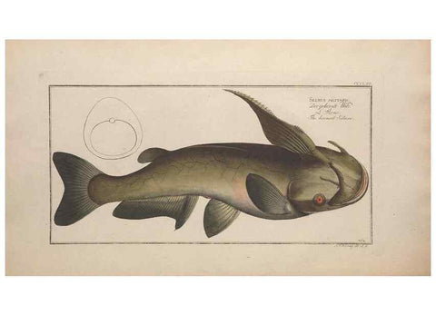 Reproducción/Reproduction 49774552466: Ichtyologie, ou, Histoire naturelle, générale et particulière des poissons :. A Berlin :Chez l'auteur, & chez François de la Garde libraire,1785-1797.. 