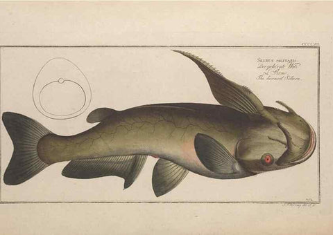 Reproducción/Reproduction 49774552466: Ichtyologie, ou, Histoire naturelle, générale et particulière des poissons :. A Berlin :Chez l'auteur, & chez François de la Garde libraire,1785-1797.. 