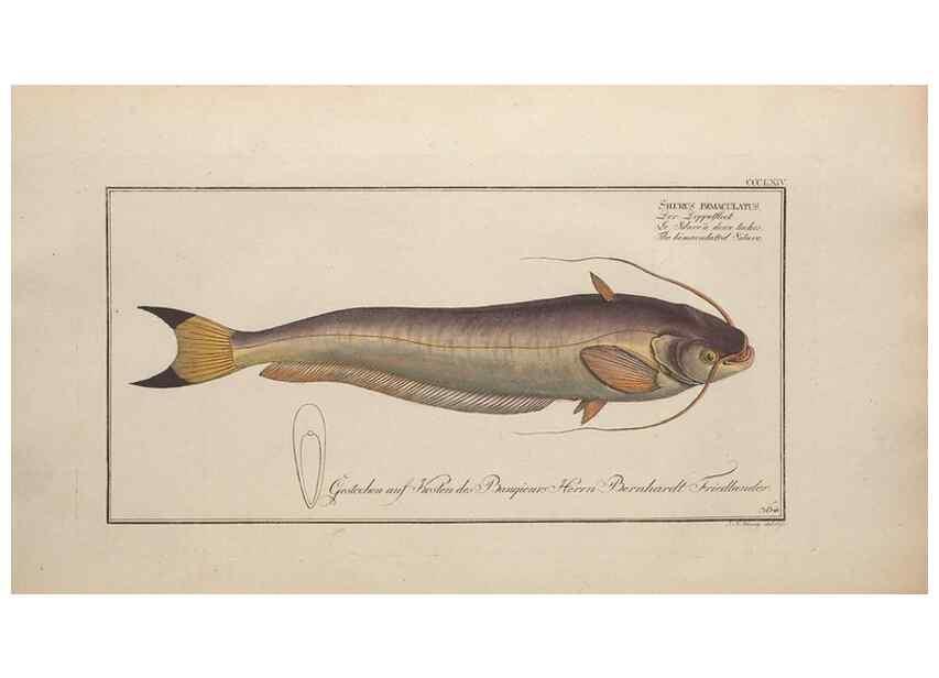 Reproducción/Reproduction 49774553111: Ichtyologie, ou, Histoire naturelle, générale et particulière des poissons :. A Berlin :Chez l'auteur, & chez François de la Garde libraire,1785-1797.. 