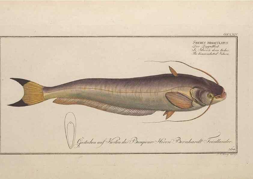 Reproducción/Reproduction 49774553111: Ichtyologie, ou, Histoire naturelle, générale et particulière des poissons :. A Berlin :Chez l'auteur, & chez François de la Garde libraire,1785-1797.. 