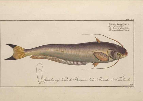 Reproducción/Reproduction 49774553111: Ichtyologie, ou, Histoire naturelle, générale et particulière des poissons :. A Berlin :Chez l'auteur, & chez François de la Garde libraire,1785-1797.. 