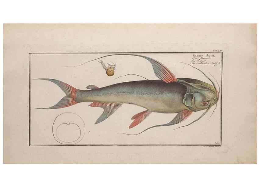 Reproducción/Reproduction 49774884832: Ichtyologie, ou, Histoire naturelle, générale et particulière des poissons :. A Berlin :Chez l'auteur, & chez François de la Garde libraire,1785-1797.. 