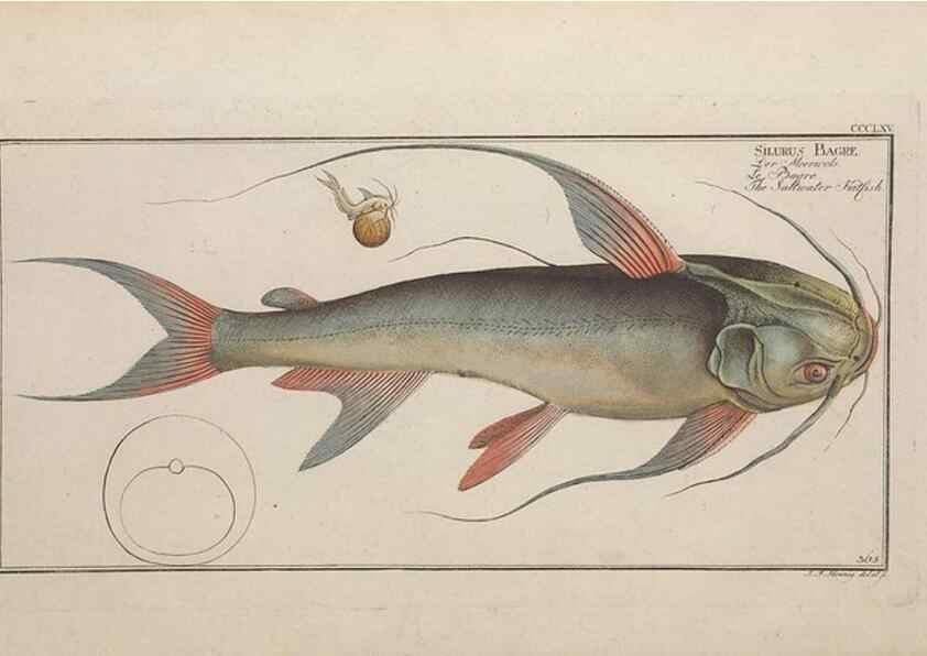 Reproducción/Reproduction 49774884832: Ichtyologie, ou, Histoire naturelle, générale et particulière des poissons :. A Berlin :Chez l'auteur, & chez François de la Garde libraire,1785-1797.. 