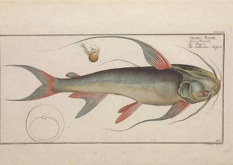 Reproducción/Reproduction 49774884832: Ichtyologie, ou, Histoire naturelle, générale et particulière des poissons :. A Berlin :Chez l'auteur, & chez François de la Garde libraire,1785-1797.. 