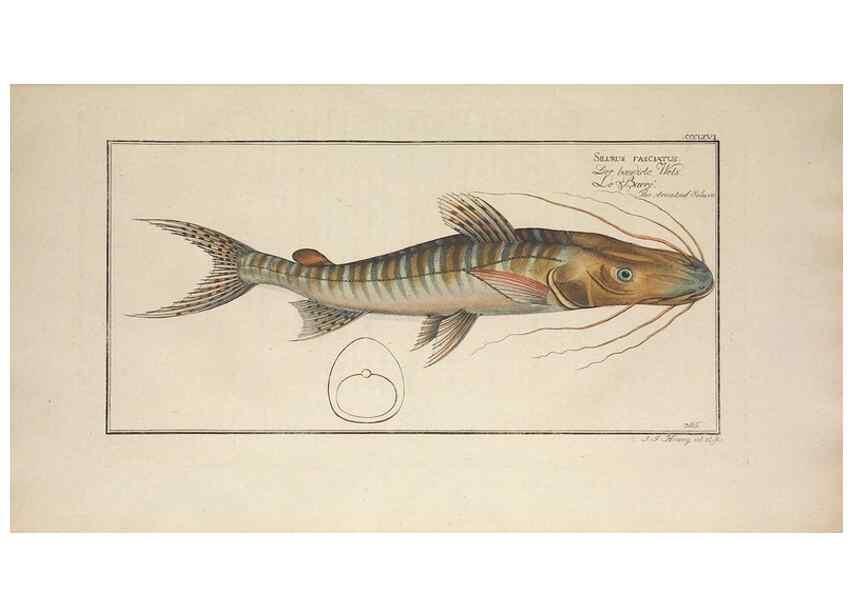 Reproducción/Reproduction 49774885157: Ichtyologie, ou, Histoire naturelle, générale et particulière des poissons :. A Berlin :Chez l'auteur, & chez François de la Garde libraire,1785-1797.. 