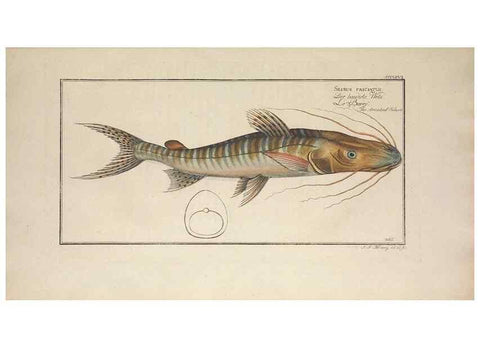 Reproducción/Reproduction 49774885157: Ichtyologie, ou, Histoire naturelle, générale et particulière des poissons :. A Berlin :Chez l'auteur, & chez François de la Garde libraire,1785-1797.. 