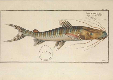 Reproducción/Reproduction 49774885157: Ichtyologie, ou, Histoire naturelle, générale et particulière des poissons :. A Berlin :Chez l'auteur, & chez François de la Garde libraire,1785-1797.. 