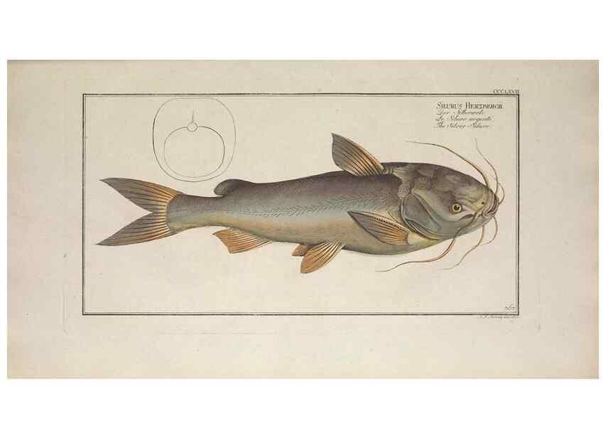 Reproducción/Reproduction 49774554226: Ichtyologie, ou, Histoire naturelle, générale et particulière des poissons :. A Berlin :Chez l'auteur, & chez François de la Garde libraire,1785-1797.. 
