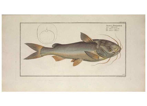 Reproducción/Reproduction 49774554226: Ichtyologie, ou, Histoire naturelle, générale et particulière des poissons :. A Berlin :Chez l'auteur, & chez François de la Garde libraire,1785-1797.. 