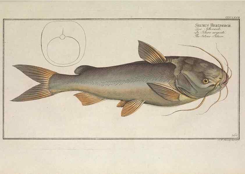 Reproducción/Reproduction 49774554226: Ichtyologie, ou, Histoire naturelle, générale et particulière des poissons :. A Berlin :Chez l'auteur, & chez François de la Garde libraire,1785-1797.. 