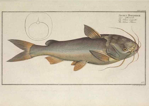 Reproducción/Reproduction 49774554226: Ichtyologie, ou, Histoire naturelle, générale et particulière des poissons :. A Berlin :Chez l'auteur, & chez François de la Garde libraire,1785-1797.. 