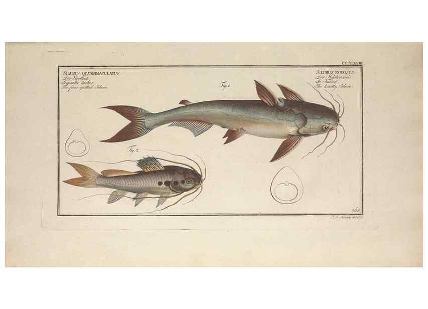 Reproducción/Reproduction 49774554526: Ichtyologie, ou, Histoire naturelle, générale et particulière des poissons :. A Berlin :Chez l'auteur, & chez François de la Garde libraire,1785-1797.. 