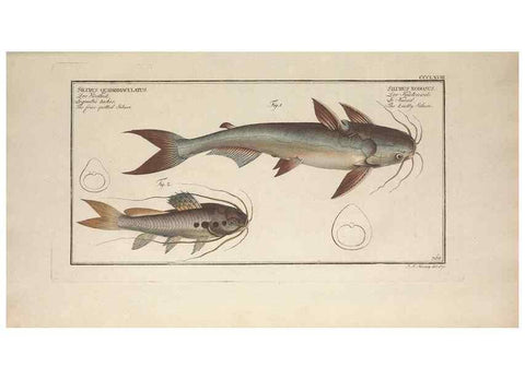 Reproducción/Reproduction 49774554526: Ichtyologie, ou, Histoire naturelle, générale et particulière des poissons :. A Berlin :Chez l'auteur, & chez François de la Garde libraire,1785-1797.. 