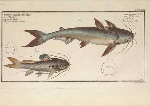 Reproducción/Reproduction 49774554526: Ichtyologie, ou, Histoire naturelle, générale et particulière des poissons :. A Berlin :Chez l'auteur, & chez François de la Garde libraire,1785-1797.. 