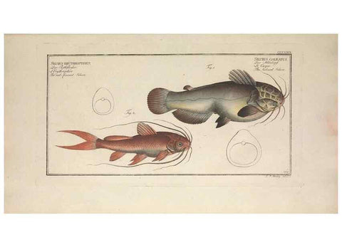 Reproducción/Reproduction 49774025438: Ichtyologie, ou, Histoire naturelle, générale et particulière des poissons :. A Berlin :Chez l'auteur, & chez François de la Garde libraire,1785-1797.. 