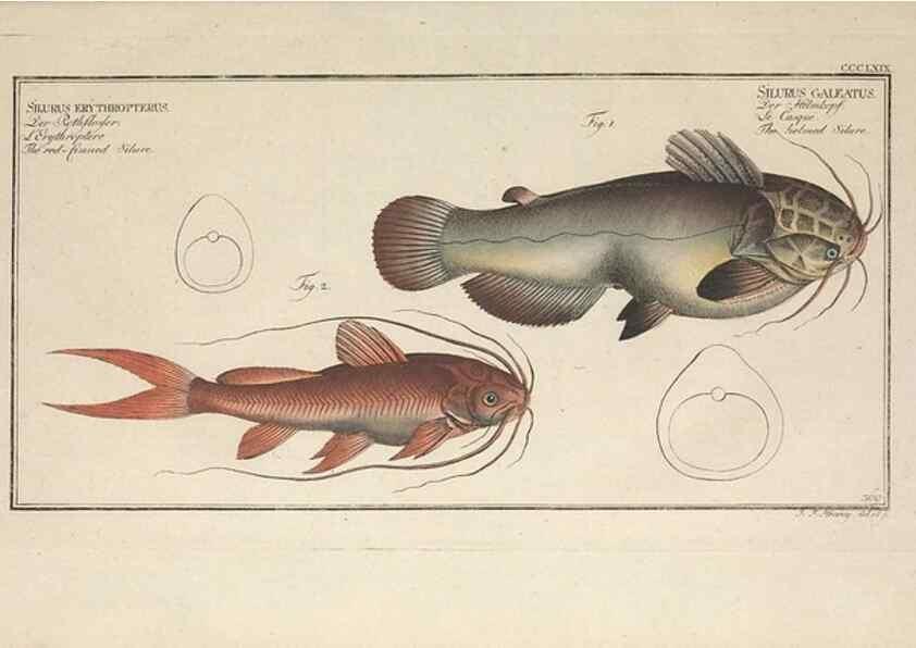 Reproducción/Reproduction 49774025438: Ichtyologie, ou, Histoire naturelle, générale et particulière des poissons :. A Berlin :Chez l'auteur, & chez François de la Garde libraire,1785-1797.. 