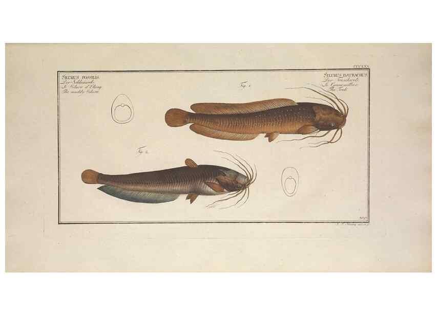 Reproducción/Reproduction 49774555766: Ichtyologie, ou, Histoire naturelle, générale et particulière des poissons :. A Berlin :Chez l'auteur, & chez François de la Garde libraire,1785-1797.. 